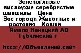 Зеленоглазые вислоухие серебристые шиншилы › Цена ­ 20 000 - Все города Животные и растения » Кошки   . Ямало-Ненецкий АО,Губкинский г.